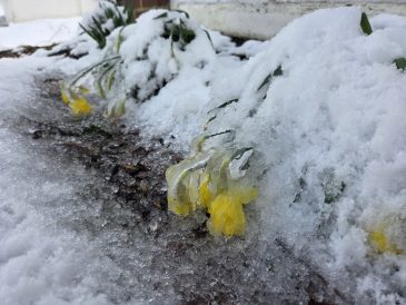 article image - Snow 1